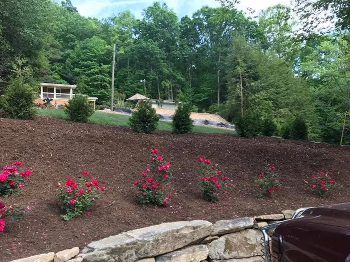 Mulched beds planted with rose bushes above a stone wall